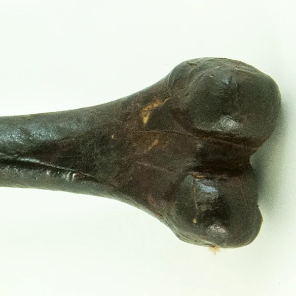 Kangling (Tromba rituale in osso)